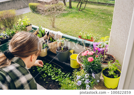 Woman watering flowers at her balcony at spring Woman watering flowers at her balcony at spring 100822859