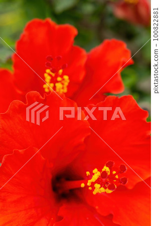 Large bright red hibiscus flowers on a bush 100822881