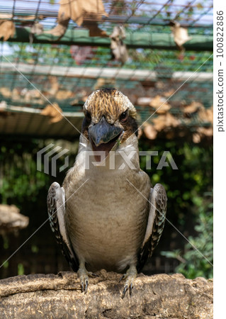 Dacelo bird sits on a branch 100822886