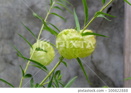 Gomphocarpus fruticosus branches with green balls with air Gomphocarpus fruticosus branches with green balls with air 100822888