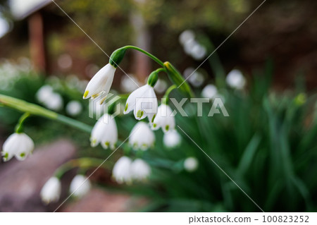 雪花 雪花 100823252