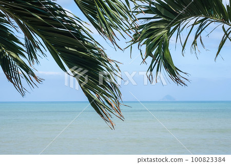 Palm leaves against seascape. Palm leaves against seascape. 100823384