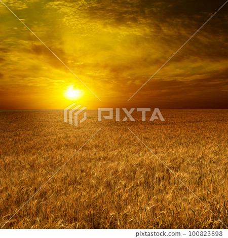 Bright sun over a wheat field. 100823898