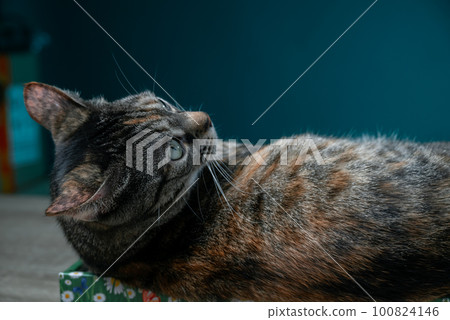 Tabby Cat Lies On Floor Cat Scratcher From Cardboard. Anti-Stress For Cats. Tabby Cat Lies On Floor Cat Scratcher From Cardboard. Anti-Stress For Cats. 100824146