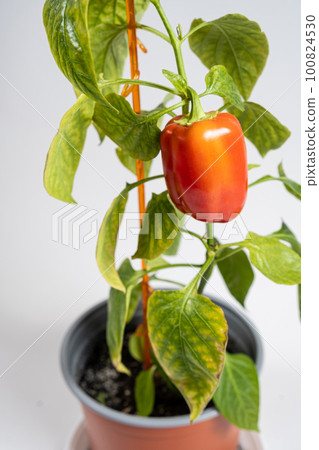 Growing peppers from seeds. Step 11 - small red pepper on the branch in the pot Growing peppers from seeds. Step 11 - small red pepper on the branch in the pot 100824530