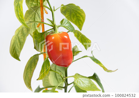 Growing peppers from seeds. Step 11 - small red pepper on the branch Growing peppers from seeds. Step 11 - small red pepper on the branch 100824532