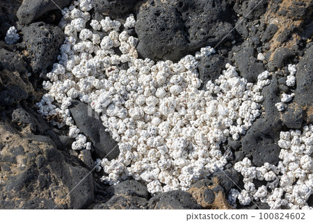 Black pebbles and white broken corals, Fuerteventura 100824602