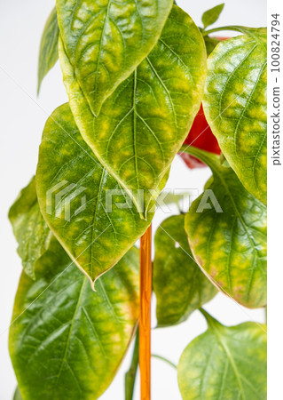 Yellowed dried leaves of pepper grown in a pot in the apartment. Growing vegetables at home, garden on the windowsill, lack of light and trace elements Yellowed dried leaves of pepper grown in a pot in the apartment. Growing vegetables at home, garden on the windowsill, lack of light and trace elements 100824794