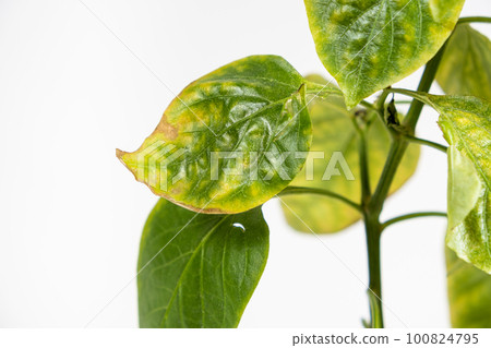 Yellowed dried leaves of pepper grown in a pot in the apartment. Growing vegetables at home, garden on the windowsill, lack of light and trace elements Yellowed dried leaves of pepper grown in a pot in the apartment. Growing vegetables at home, garden on the windowsill, lack of light and trace elements 100824795