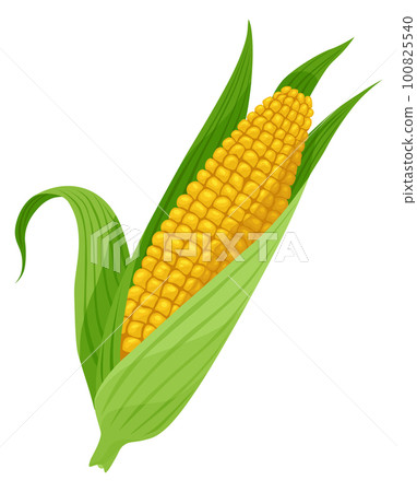 Corn growing stage. Maize growth plant isolated on white background. Farm plant evolving, development stage. Planting process Corn growing stage. Maize growth plant isolated on white background. Farm plant evolving, development stage. Planting process 100825540