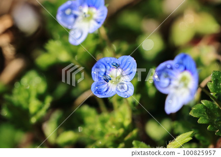 惡作劇（惡作劇）❷ 100825957