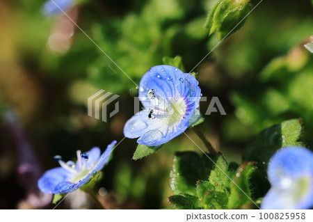 惡作劇❸ 惡作劇❸ 100825958