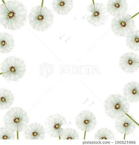 Watercolor frame of dandelions flowers and green leaves. Hand painting clipart botanical meadow illustration on a white isolated background. For designers, decoration, postcards, wrapping paper 100825966
