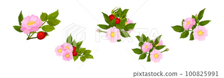 Tender Pink Flowers of Rosa Canina or Dog Rose Plant with Mature Red Rose Hips Vector Set 100825991