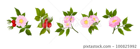 Tender Pink Flowers of Rosa Canina or Dog Rose Plant with Mature Red Rose Hips Vector Set 100825992