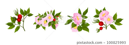 Tender Pink Flowers of Rosa Canina or Dog Rose Plant with Mature Red Rose Hips Vector Set Tender Pink Flowers of Rosa Canina or Dog Rose Plant with Mature Red Rose Hips Vector Set 100825993
