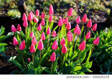 Bright tulip flowers Bright tulip flowers 100826176