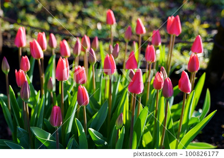 Bright tulip flowers Bright tulip flowers 100826177