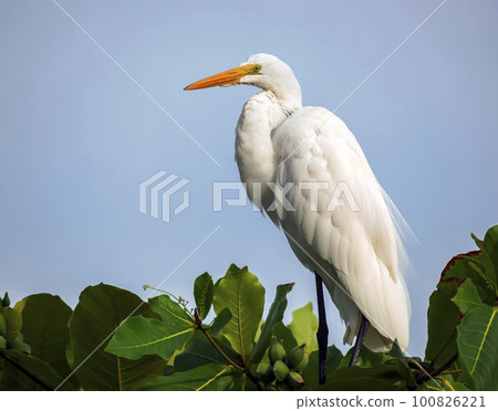 Great white heron on tree against the blue sky. Great white heron on tree against the blue sky. 100826221