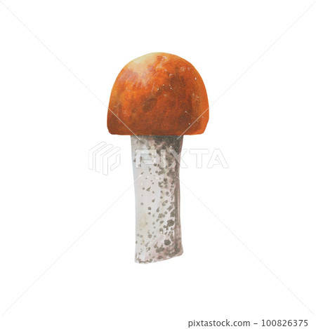 Autumn watercolor isolated illustration Autumn watercolor isolated illustration 100826375