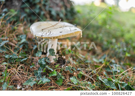 Forest brown mushroom in natural background . Copy space and empty space for advertising or text 100826427