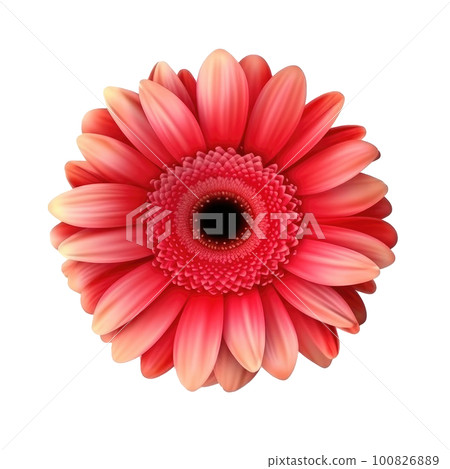 Gerbera flower hear isolated. Illustration AI Generative Gerbera flower hear isolated. Illustration AI Generative 100826889