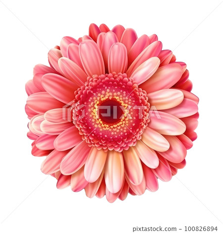 Gerbera flower hear isolated. Illustration AI Generative Gerbera flower hear isolated. Illustration AI Generative 100826894