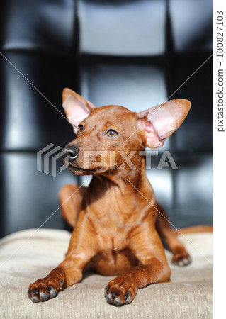 a cute, funny puppy of a particular breed sitting on a chair.  100827103