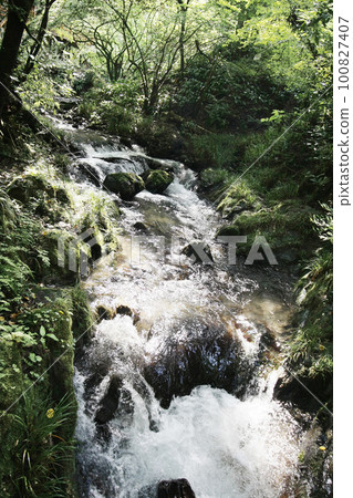 The clear stream that flows through the green forest in early summer will make you forget the heat for a while. A cool breeze in the sunlight filtering through the trees 100827407