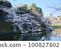 Cherry blossoms reflected in Chidorigafuchi in spring 100827802