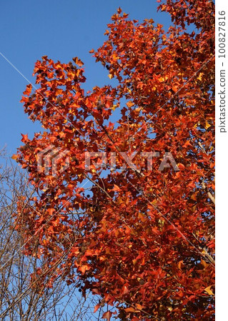 December 2022 Taiwan sweet tooth fruit and autumn leaves December 2022 Taiwan sweet tooth fruit and autumn leaves 100827816