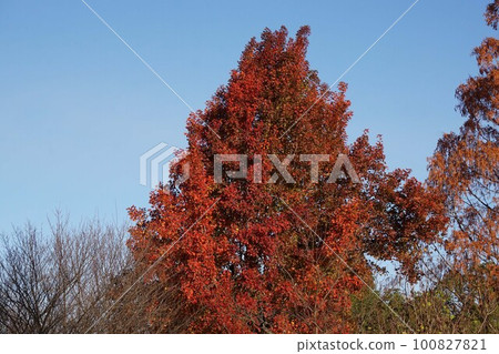 2022年12月台灣甜食水果秋葉 100827821