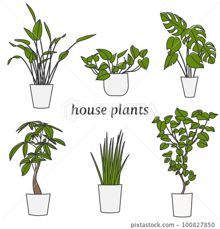 indoor gardenia plant Crispy Wave Fern, Asplenium nidus 'Crispy Wave,' Live Indoor Air Purifying Plant, Low Light Houseplant, Office Plant, 2.5-in Pot(s)