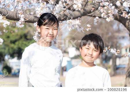 Children playing in a cherry blossom park 100828196