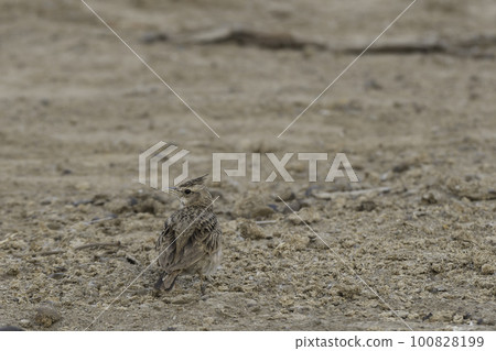Komuri lark 100828199