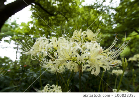 The white flowers of Shirobanamanjushage are blooming. The scientific name is Lycoris albiflora. cluster amaryllis 100828353