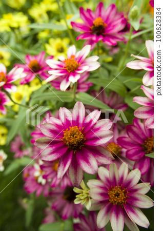 Colorful zinnia flowers are blooming in the park. 100828384