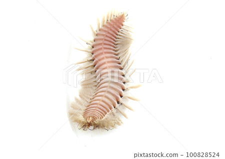 海甲蟲 海甲蟲 100828524