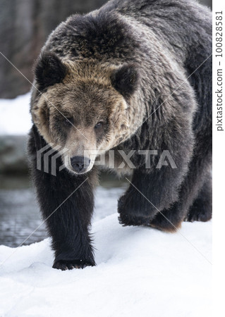 brown bear walking in the snow brown bear walking in the snow 100828581