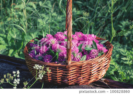 Basket with pink clover flowers collected for drying 100828860