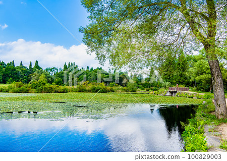 新潟妙高高原/井森池 100829003