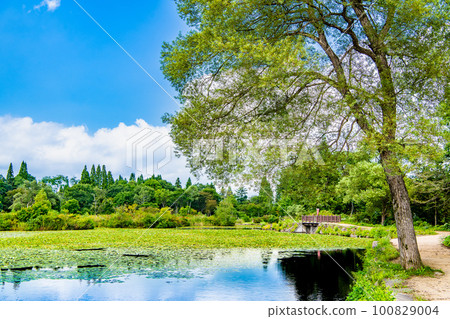 新潟妙高高原/井森池 100829004