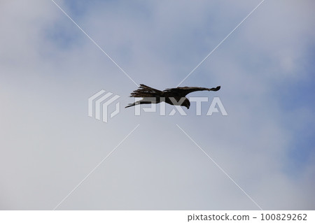 Black kite/Gliding Black kite/Gliding 100829262