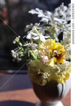 花瓶裡的花園紫羅蘭 花瓶裡的花園紫羅蘭 100829363