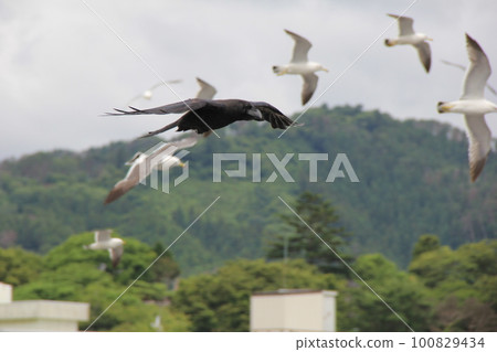 A crow and a black-tailed gull/flying in the sky A crow and a black-tailed gull/flying in the sky 100829434