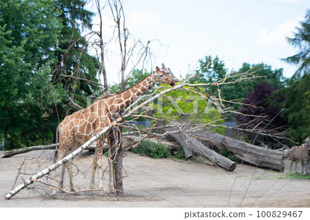 A giraffe is standing in a field with trees and a tree that has fallen on it. High quality photo A giraffe is standing in a field with trees and a tree that has fallen on it. High quality photo 100829467