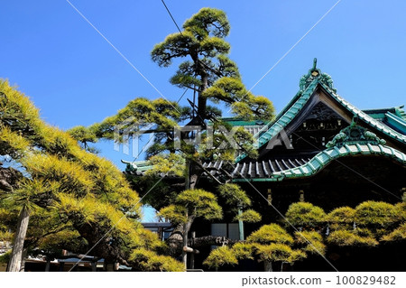 柴又帝釋天、帝釋堂、瑞龍松 100829482