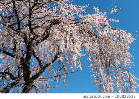 Stunning weeping cherry blossoms in the blue sky Stunning weeping cherry blossoms in the blue sky 100829532
