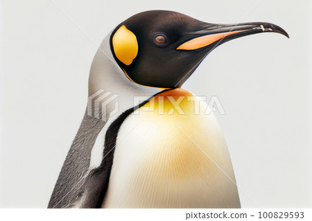 Emperor penguin. isolated on white background 100829593