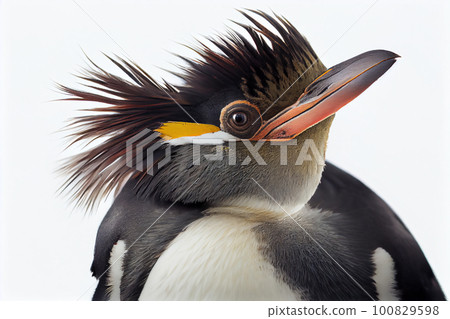 Rockhopper penguin close up portrait, isolated on white background Rockhopper penguin close up portrait, isolated on white background 100829598